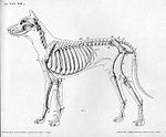 Lateral view of a dog skeleton