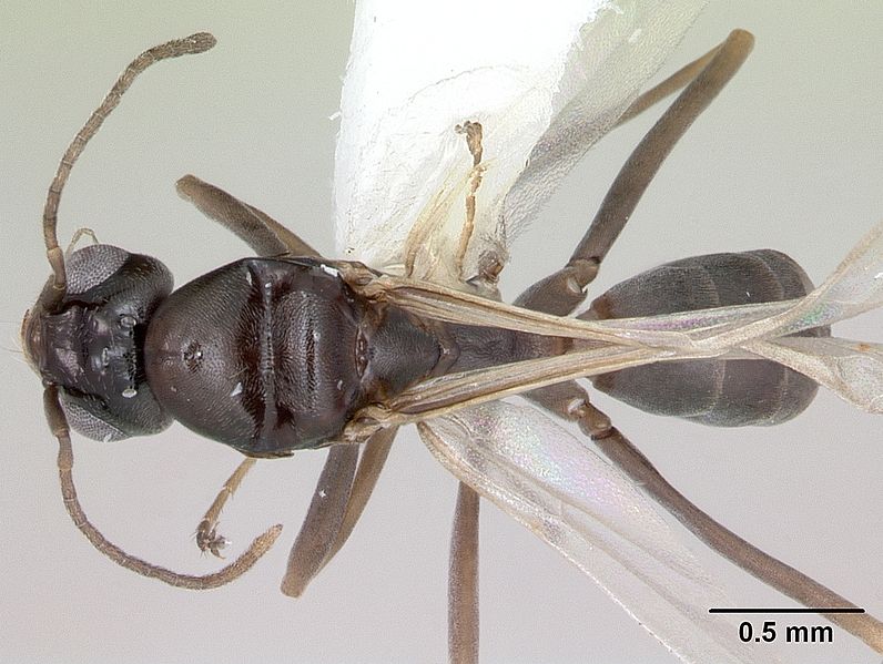 File:Dorymyrmex jheringi casent0173849 dorsal 1.jpg