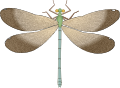 Dragonfly with wingveins (Calopteryx maculata)