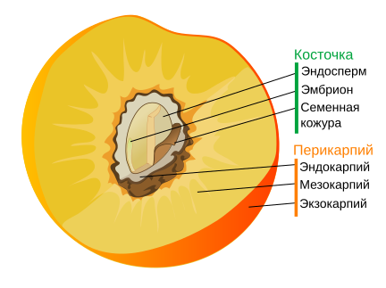 File:Drupe fruit diagram-ru.svg