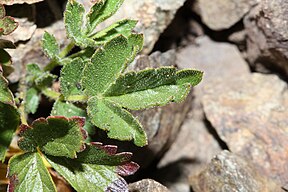 Drymocallis glandulosa