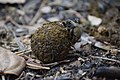 Dung Beetle making a dung ball 10.jpg