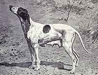 Dupuy Pointer de 1915.JPG