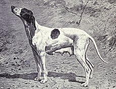 Dupuy Pointer din 1915.JPG