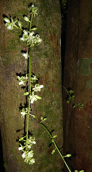 File:Dysoxylum spectabile4 by Peter de Lange.jpg