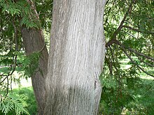 Bark of the northern white cedar Eastern Arborvitae (Thuja occidentalis) bark and foliage.jpg