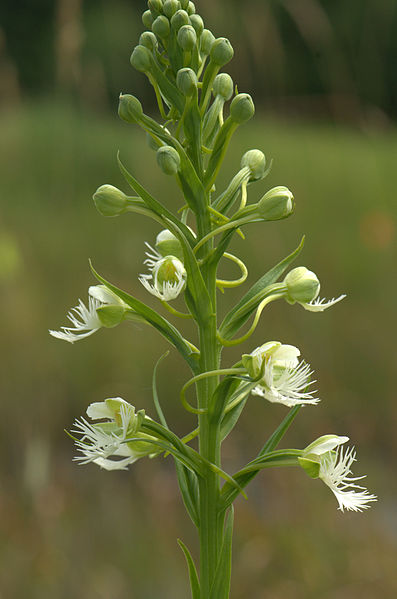 File:Eastern Prairie White Fringed Orchid (Platanthera leucophaea) (14785856742).jpg