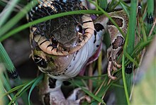 An eastern garter snake eating a northern leopard frog (Lithobates pipiens). Eastern garter snake eating frog.jpg