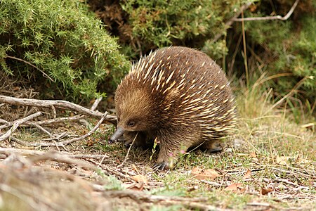 Australosphenida