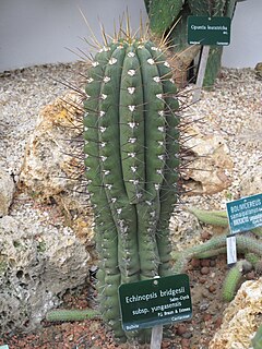 <i>Echinopsis bridgesii</i> Species of cactus