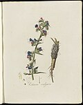 Echium vulgare (Plate 0192)