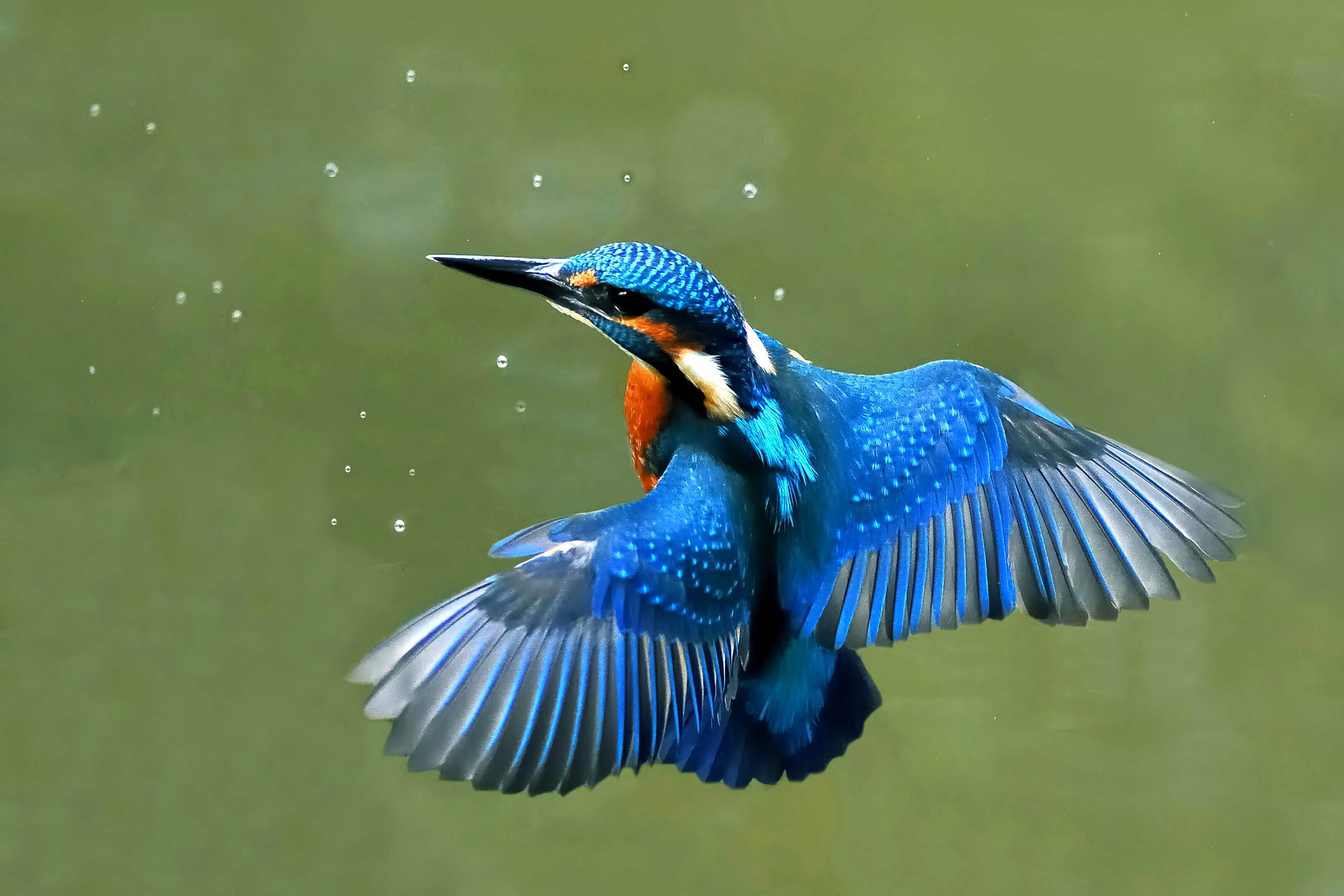 "Alcedo atthis in flight" by User:Joefrei