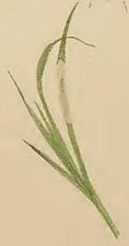 Lundstarr Carex montana angripet av Lundstarrsgräsmal
