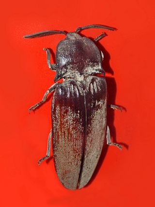 <i>Tetralobus flabellicornis</i> Species of beetle