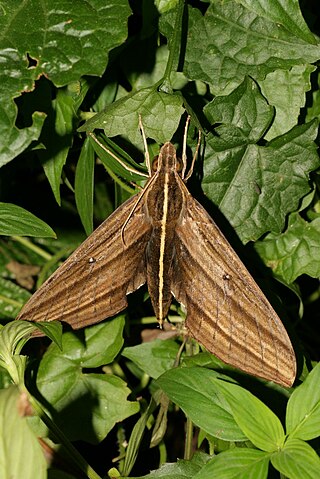 <i>Elibia dolichus</i> Species of moth