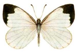 Elodina angulipennis