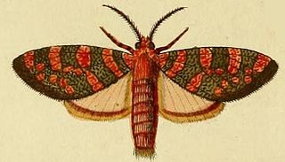 <i>Elysius hermia</i> Species of moth