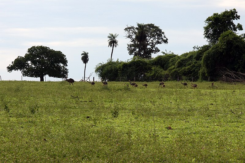 File:Ema e suas "eminhas" - panoramio.jpg