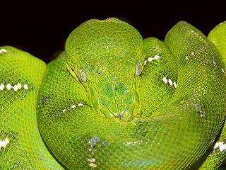 Emerald tree boa