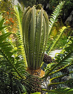 <i>Encephalartos transvenosus</i> Species of cycad