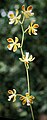 Encyclia diurna inflorescence Suriname