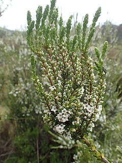 <i>Epacris rhombifolia</i> Species of flowering plant