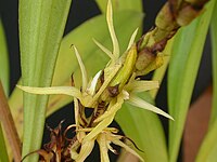 Eria javanica Type species