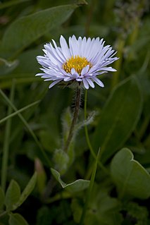 <i>Erigeron grandiflorus</i> Species of flowering plant