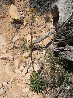 <i>Eriogonum alatum</i> Species of wild buckwheat