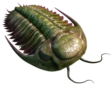 †Hydrocephalus. Trilobites were the ancient arthropods. The back of their body was covered with a hard outer skeleton; many species had well-developed compound eyes.