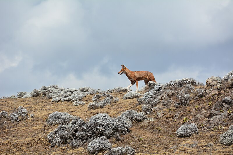 File:Ethiopian Wolf (16316161101).jpg