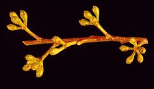 flower buds Eucalyptus fraxinoides buds.jpg