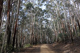 Eucalyptus fraxinoides по пътя Fastigata.jpg