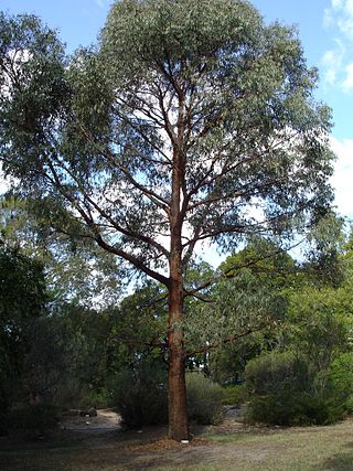 <i>Eucalyptus radiata</i> Species of eucalyptus