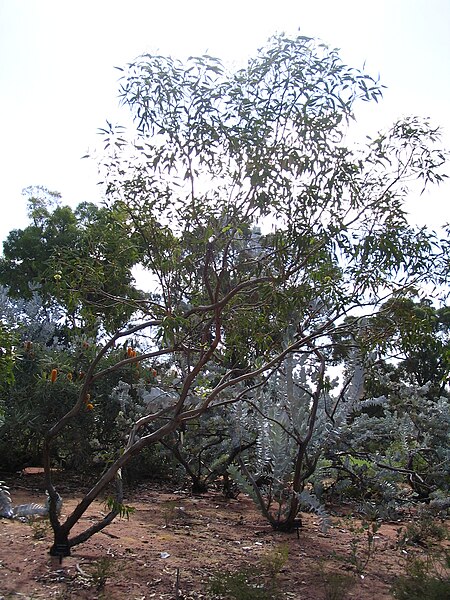 Eucalyptus_roycei