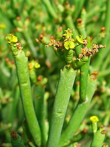 Euphorbia aphylla Cyathia