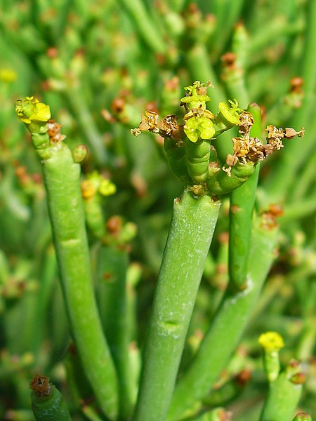 File:Euphorbia aphylla 02.JPG