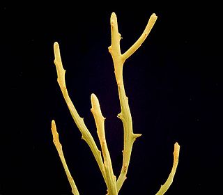 <i>Euphorbia imerina</i> Species of flowering plant