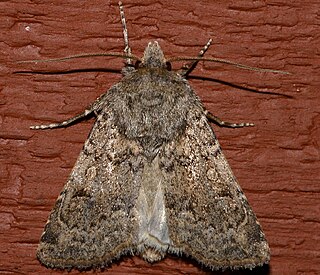 <i>Euxoa difformis</i> Species of moth