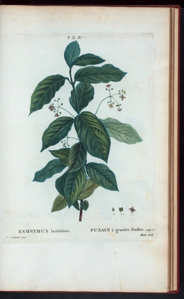File:Evonymus latifolius - Fusain à grandes feuilles (NYPL b14485031-1108869).tiff