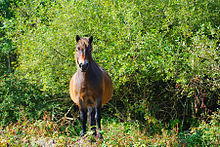 One of the wild ponies on North Hill Exmoor Pony1.jpg