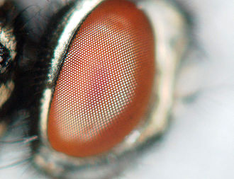 Compound eye of Notonecta glauca, the object of much study. Eyes of the beholder.jpg