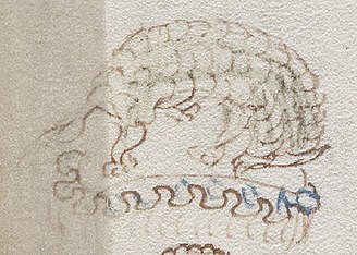 El parecido del animal dibujado en el f80v con el armadillo americano ha alimentado especulaciones sobre la procedencia postcolombina del manuscrito.