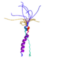 Miniatura para FGFR3 (receptor 3 del factor de crecimiento de los fibroblastos)