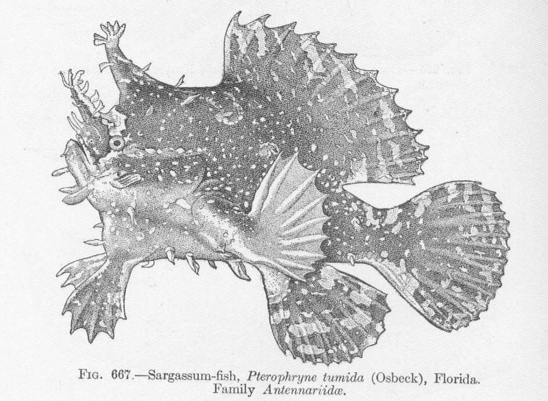 File:FMIB 52236 Sargassum-fish, Pterophryne tumida (Osbeck), Florida Familn Antennariidae.jpeg