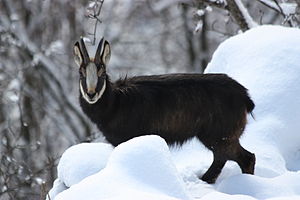 Αγριόγιδο (Rupicapra rupicapra)