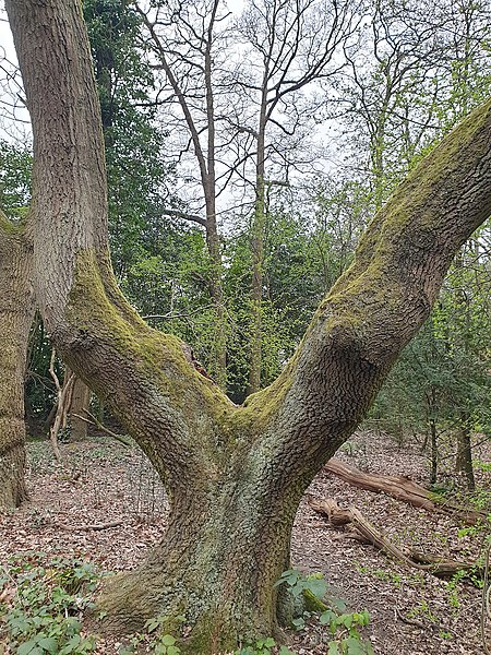 File:Fagales - Quercus robur - 64.jpg