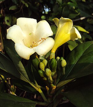 <i>Fagraea ceilanica</i> Species of tree