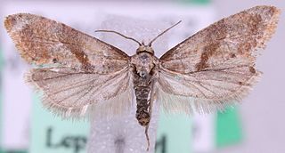 <i>Falseuncaria</i> Genus of tortrix moths