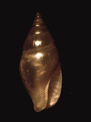 <i>Falsuszafrona lindae</i> Species of gastropod
